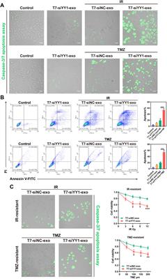 Kill two birds with one stone: Engineered exosome-mediated delivery of cholesterol modified YY1-siRNA enhances chemoradiotherapy sensitivity of glioblastoma